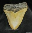 Monster Inch Megalodon Tooth #842-1